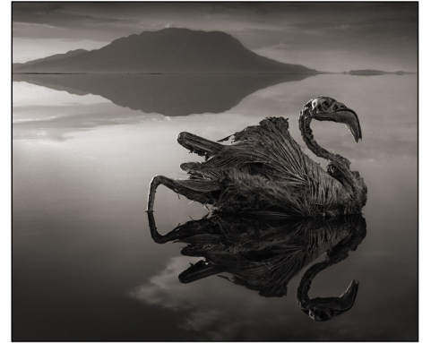 Nick Brandt – Okamenjena – serija fotografija mrtve prirode